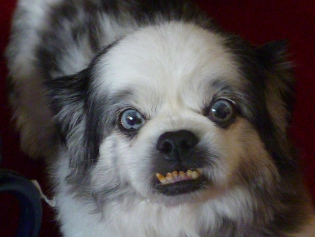 Собаки - зубаки