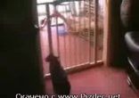 кошара