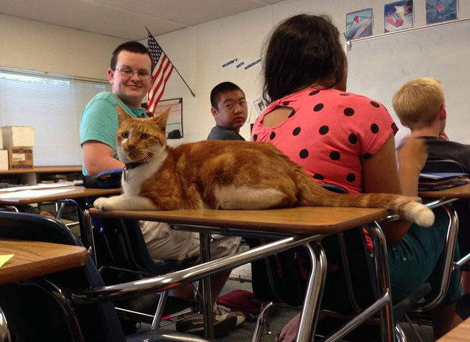 The School Cat