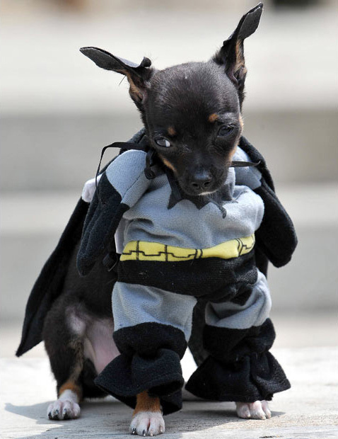 Топ животных - супергероев