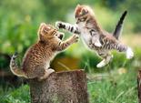 игривые кошечки