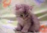Котенок дремает