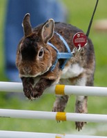 кроличьи бега