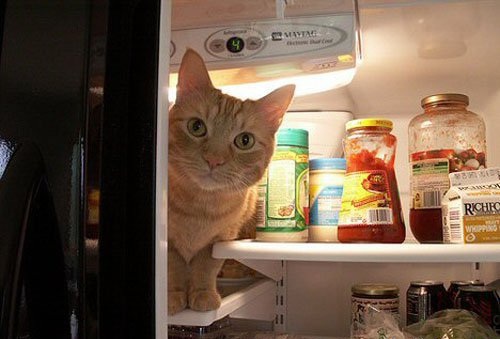 Приколы из холодильников