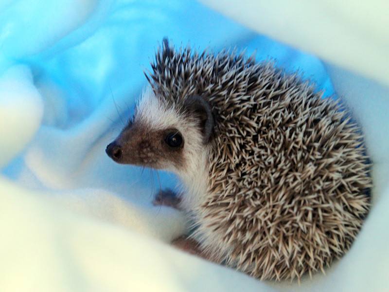 Домашние животные