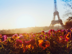 Французька весна 2017: відкриття