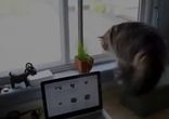 Демонизация кота)