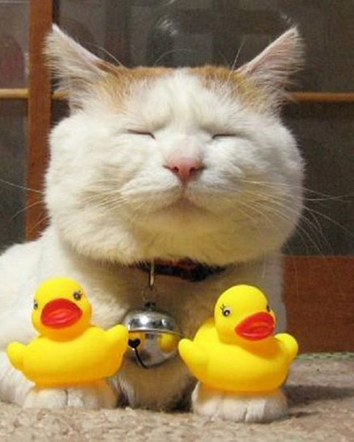 Большой лентяй Широнеко