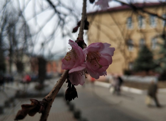 сакура в мукачево