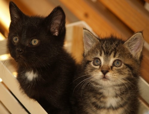 Кофки-Шабаки&Ко