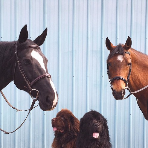 Собаки и лошадь