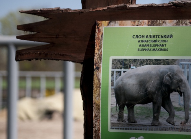 Киевский зоопарк, слон