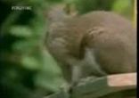 Белочка преодолевает полосу препятствий...