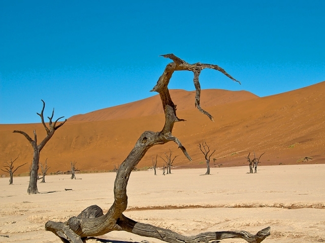 Мертвый лес в Намибии