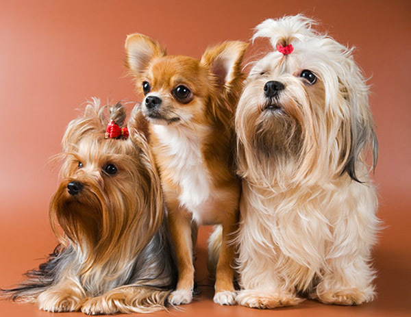 Малыши с бантиками