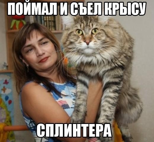Подборка мемов про мини кота