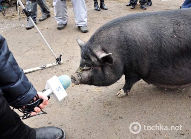 Забег свиней в зоопарке Одессы