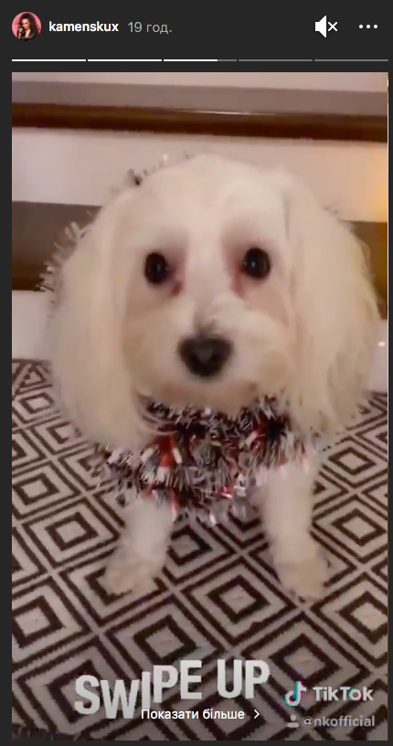 Собачка Насти Каменских Мими