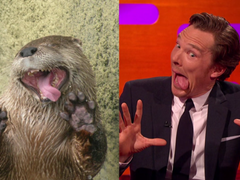 Бенедикт Камбербэтч в роли выдры