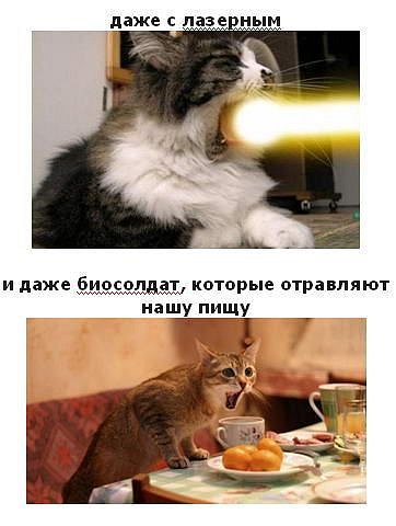 Коты атакуют