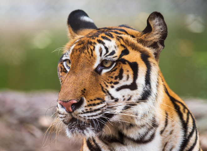 Коронавирус у тигрицы: где обитательница зоопарка могла подхватить болезнь