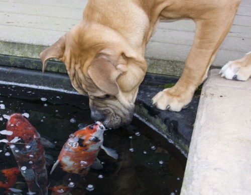 В мире животных