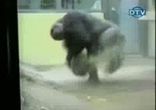 танци 2