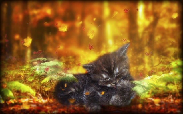 Котенок и осень
