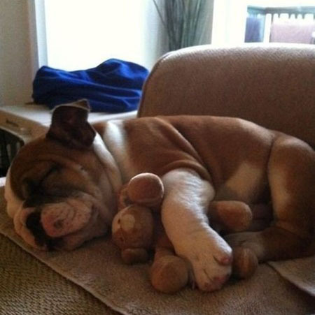 Пушистые сони с игрушками