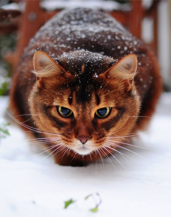 Пушистый рыжик в снегу