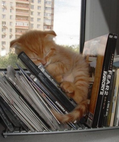 Вездесущие коты