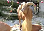 Баран кричит как человек