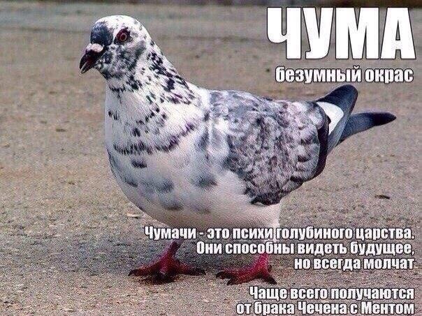 Голуби бывают разные