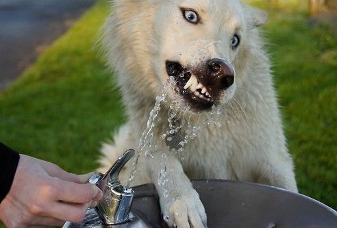 Милая подборка пушистика и воды