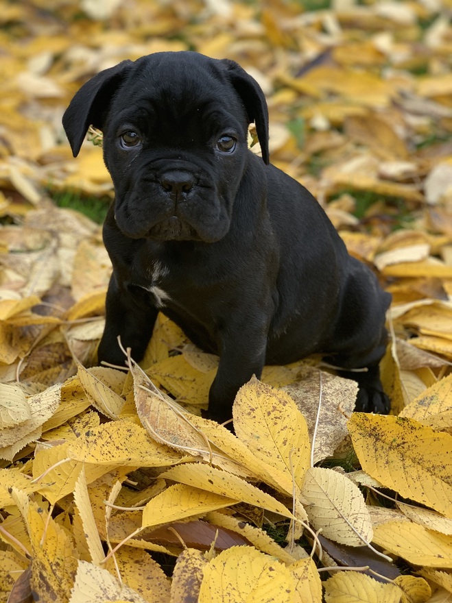 Цуценя Яни Глущенко