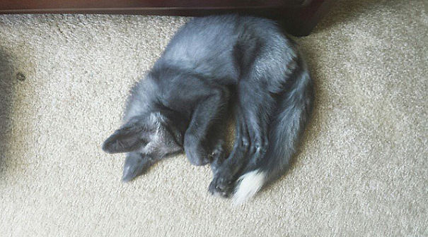 Необычные домашние питомцы