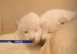В польском зоопарке родилось три белых львенка