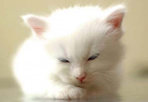 Позитивный котёнок