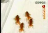 stuped-fish
