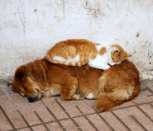 Друг, который удобней подушки