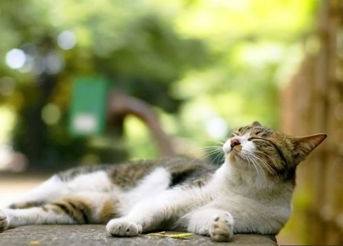 Пойми меняу