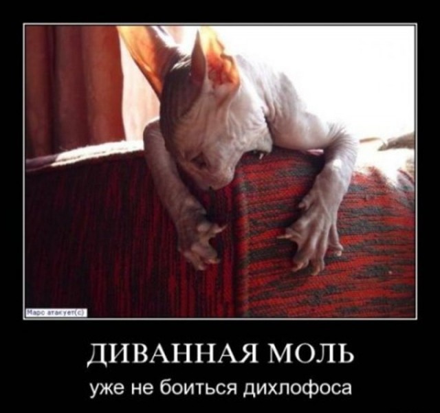 Демотиваторы про котов