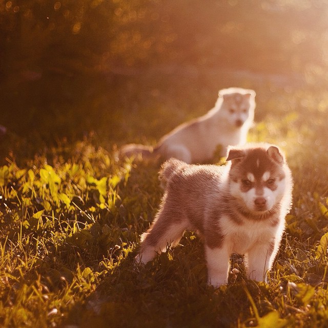 Цуценята Хаскі
