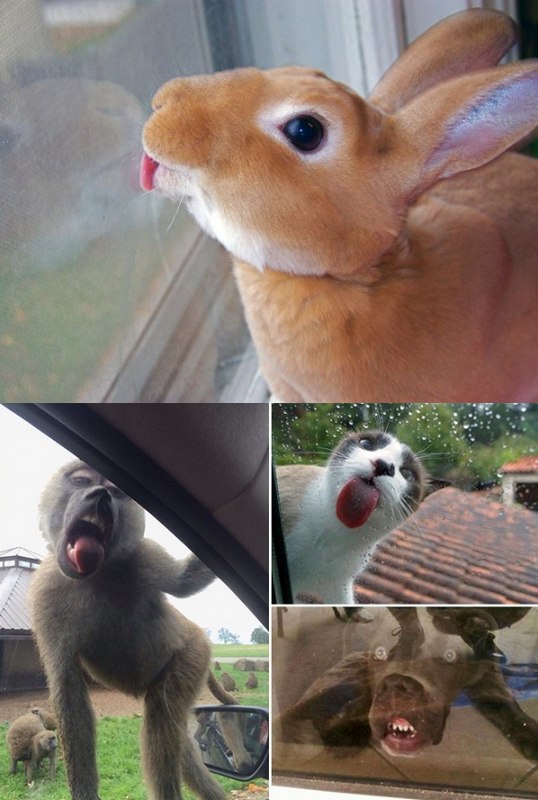 Няшки у стекла