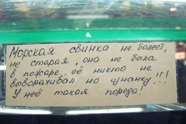 Маразмы месяца