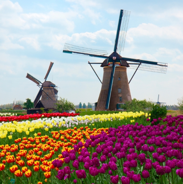Тюльпани в Нідерландах