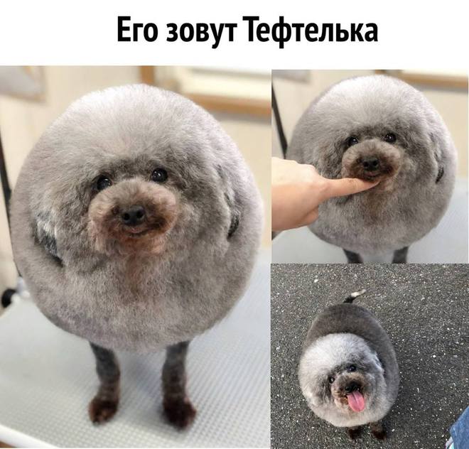 Тефтеотка на ножках