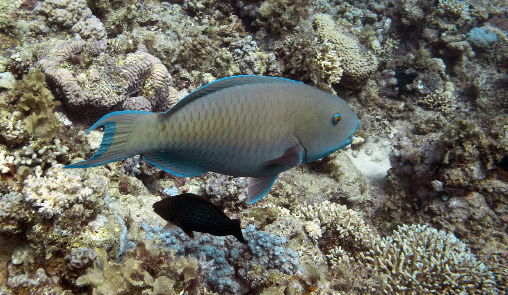 Рыбы Красное море Египет
