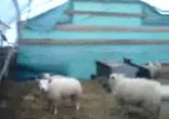 Смешные овечки 