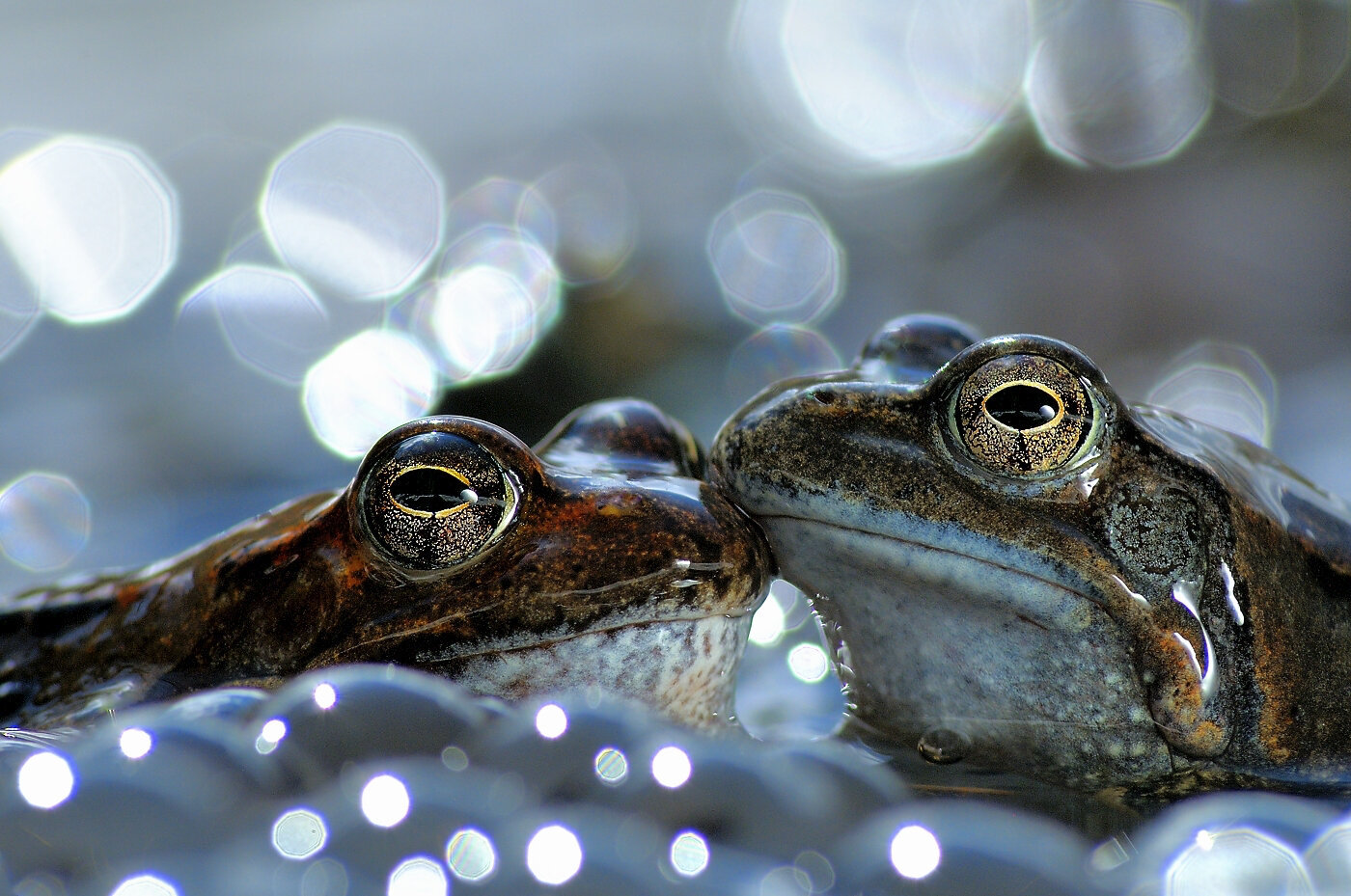 World Nature Photography Awards 2020